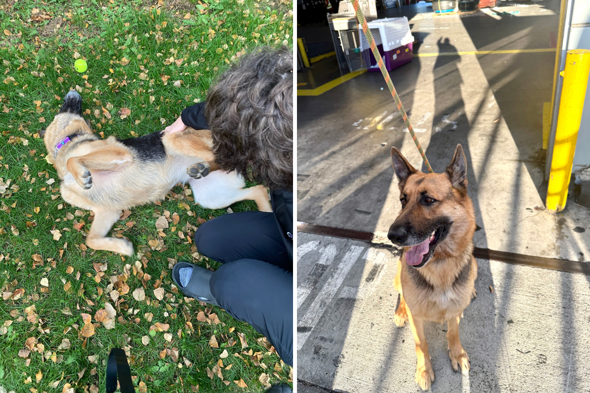 Stressed Shelter Dog Spun in Circles All Day&mdash;Then Everything Changed