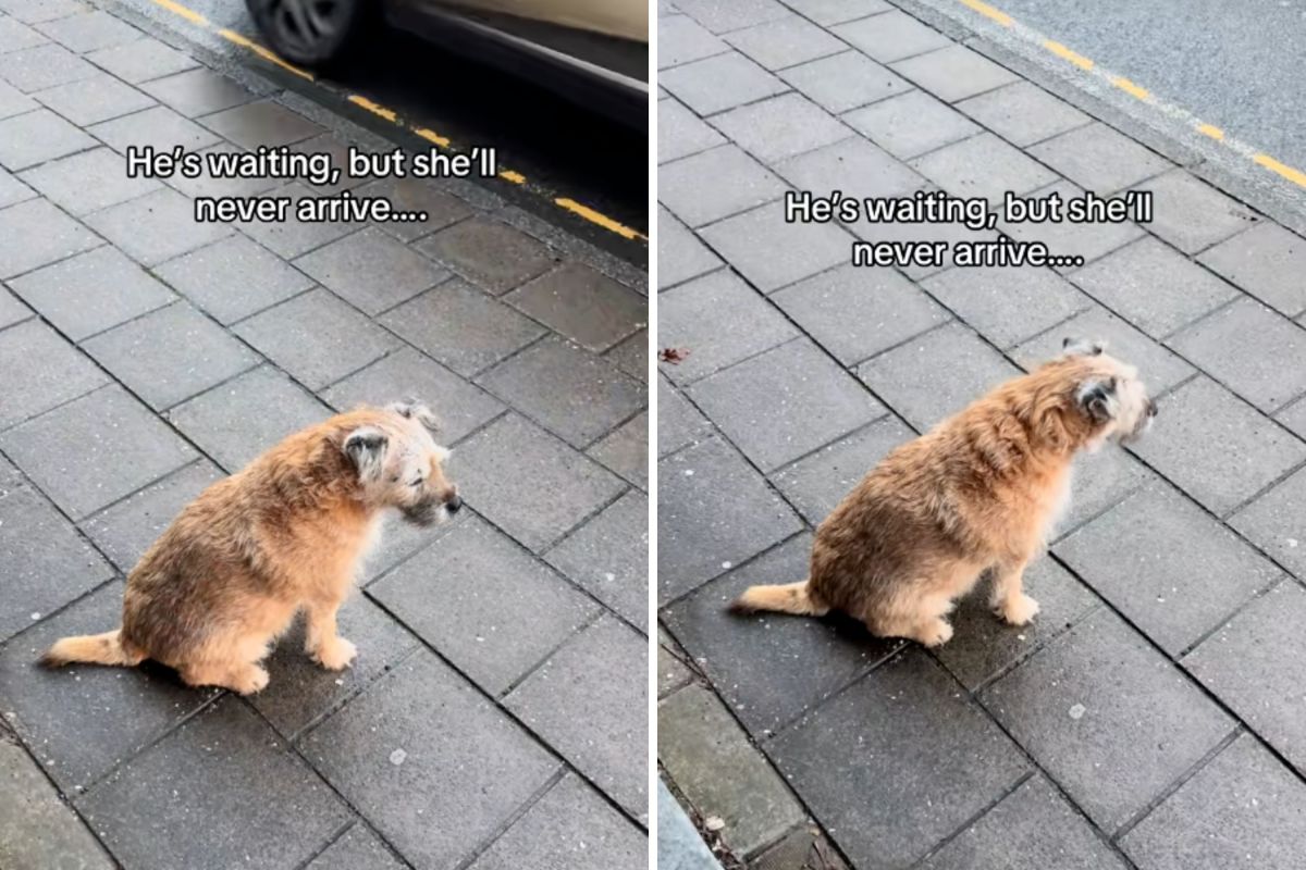 Heartbreaking Tale of Jakey: A Senior Dog's Wait for His Lost Owner