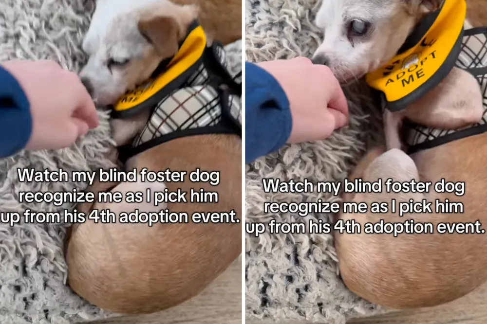 Tears at Moment Blind Rescue Dog Waiting for Home Recognizes Foster Mom ...