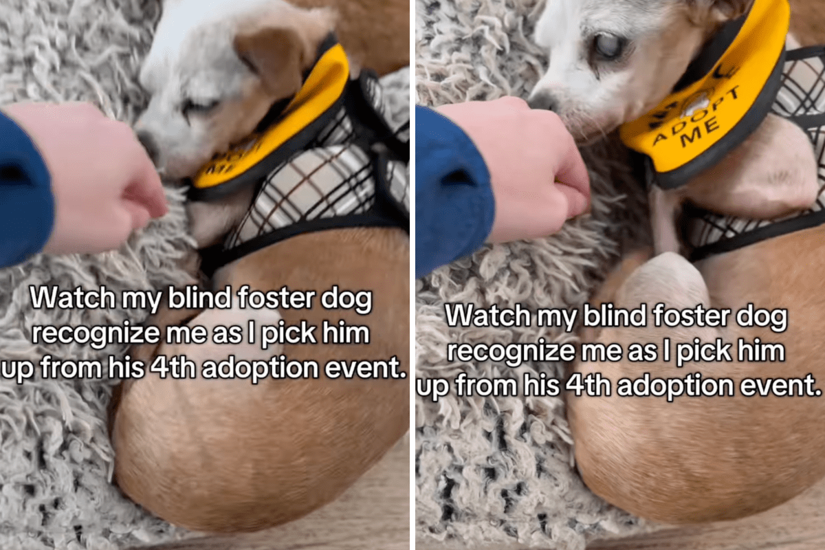 A Heartwarming Reunion: Blind Dog Recognizes His Foster Mom