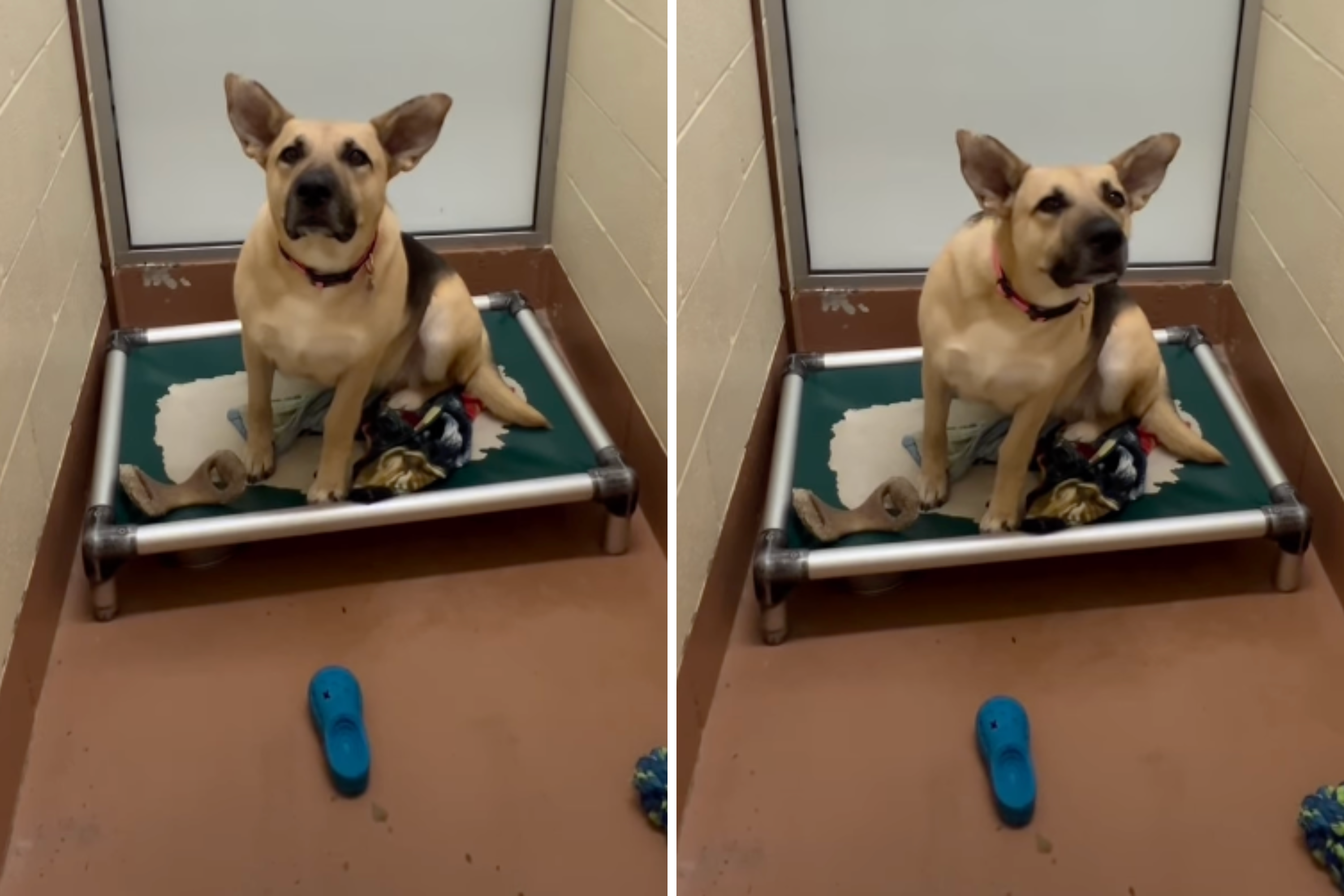 Face of Shelter Dog Patiently Waiting for Home for 303 Days: ‘Save Her'