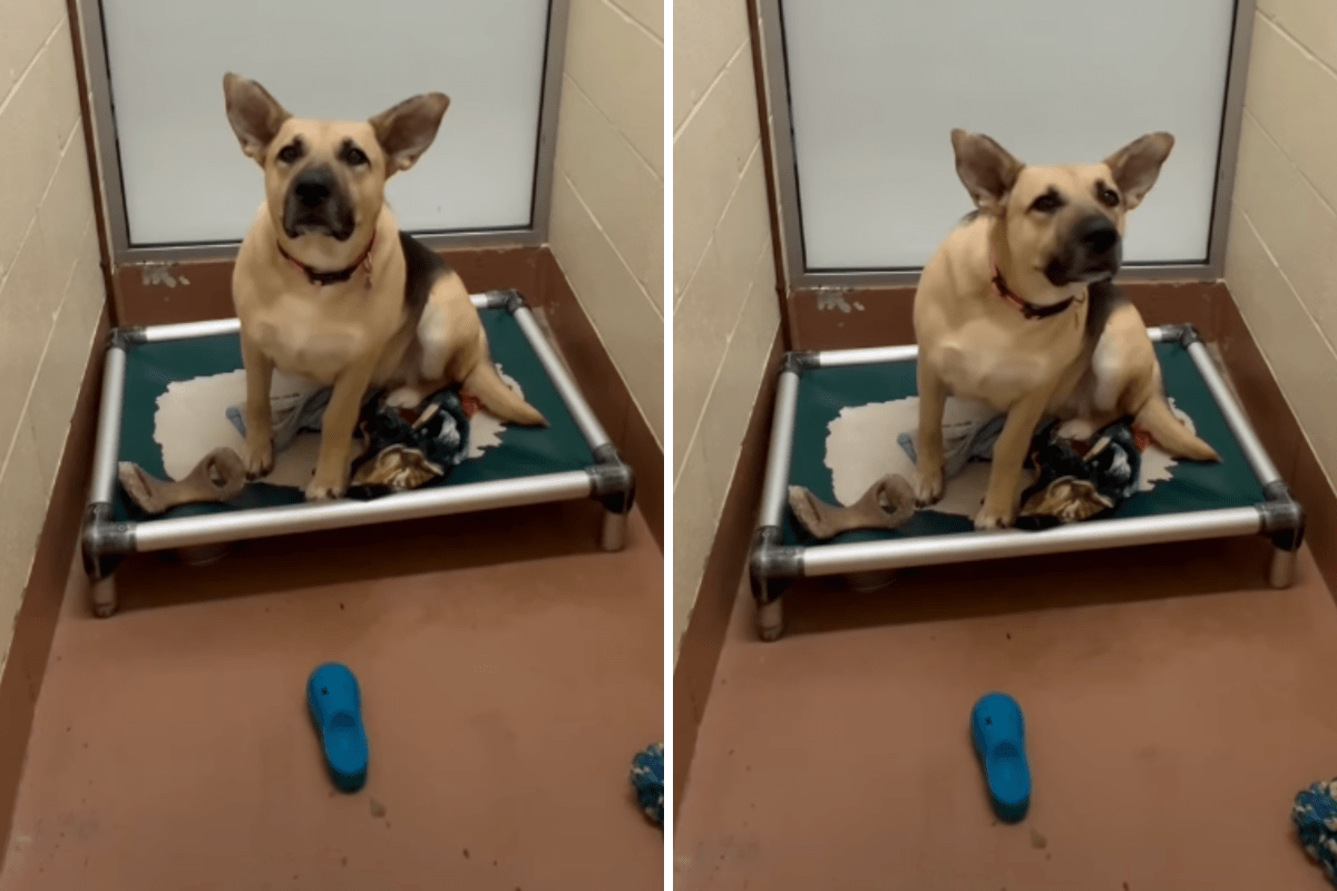 Face of Shelter Dog Patiently Waiting for Home for 303 Days: &lsquo;Save Her& 039;