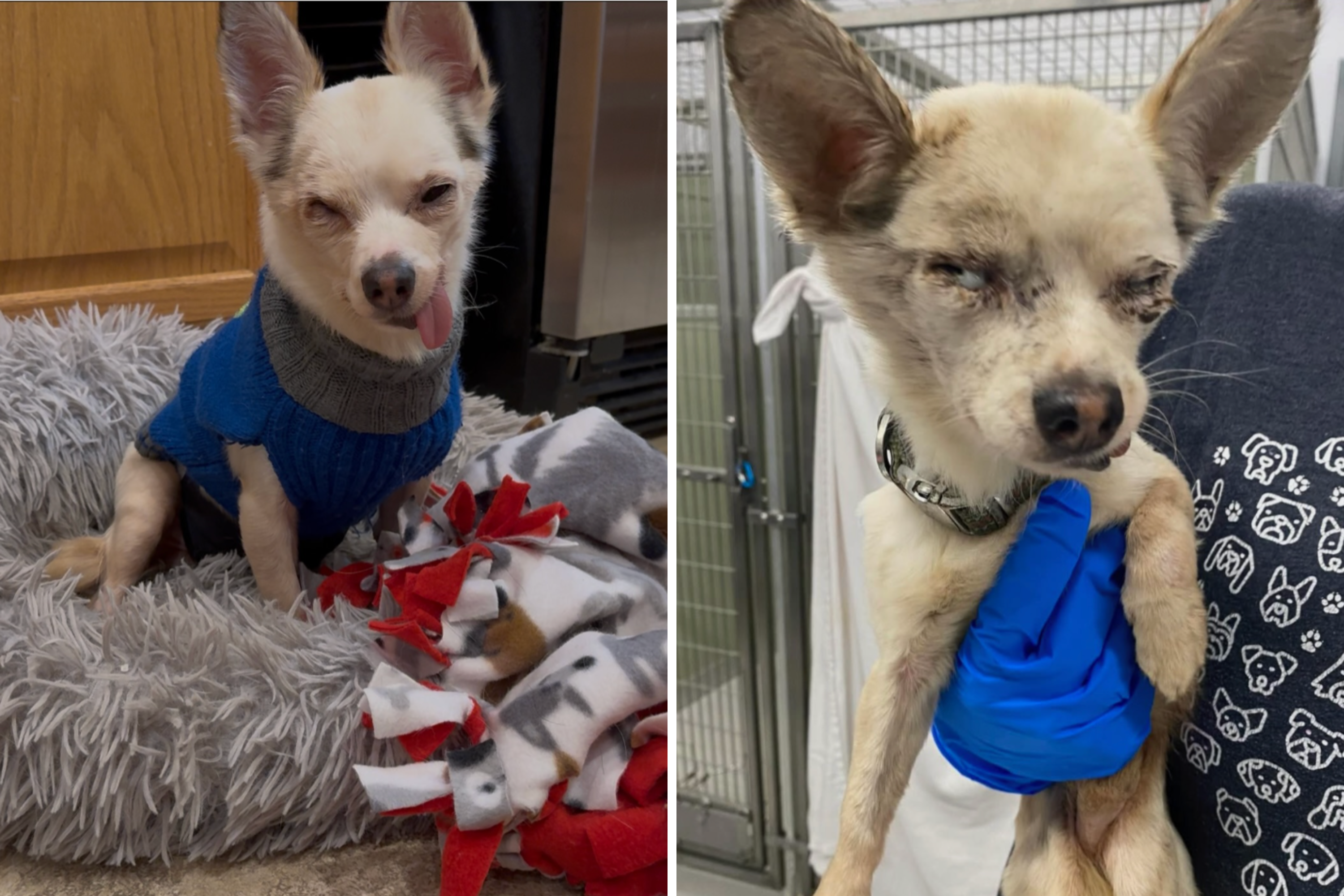 Foster Mom Thinks Her Deaf, Toothless Dog Is Near Death—Then Gets Surprise