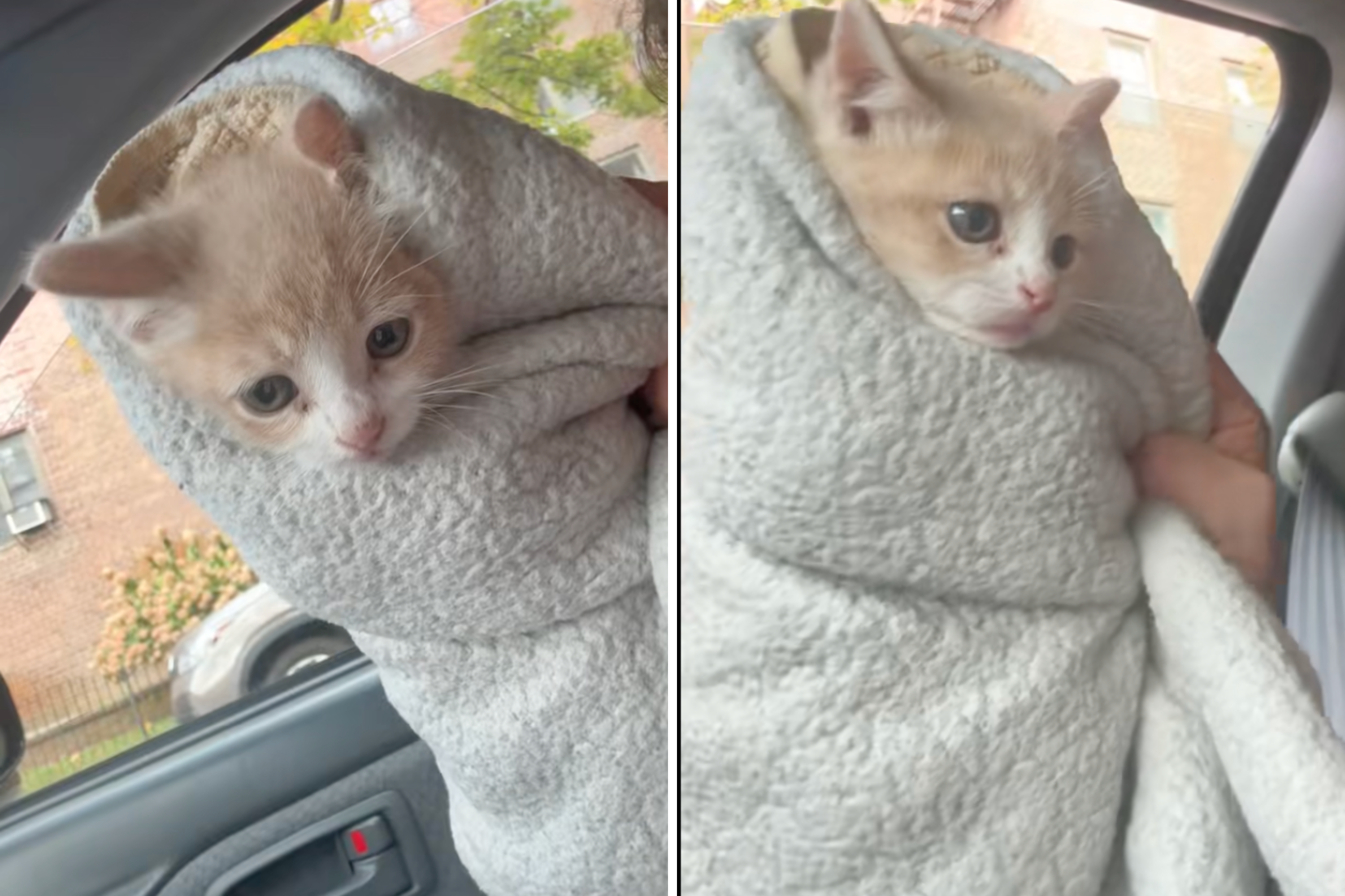 Kitten Found in Alleyway Returned for Being 'Bad,' but There’s a Twist