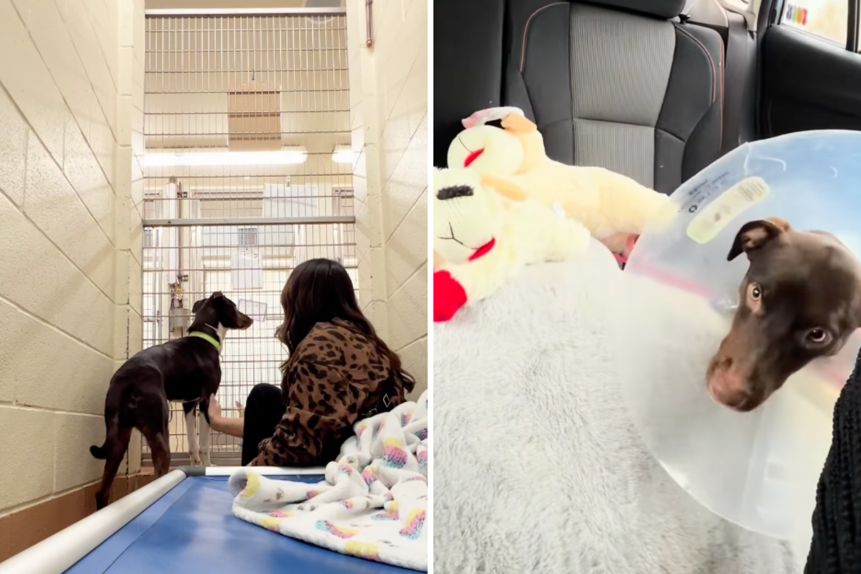 Tears as Scared Shelter Puppy Says Final Goodbye Before Life in New Home