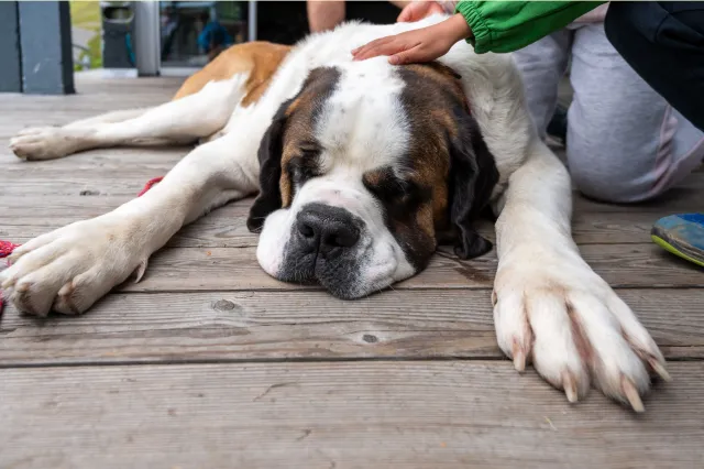 Saint Bernard sleeping while being pet