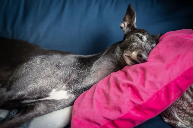 Greyhound sleeping on couch