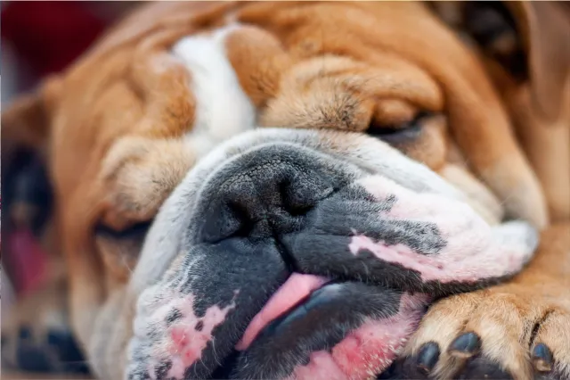 English bulldog sleeping
