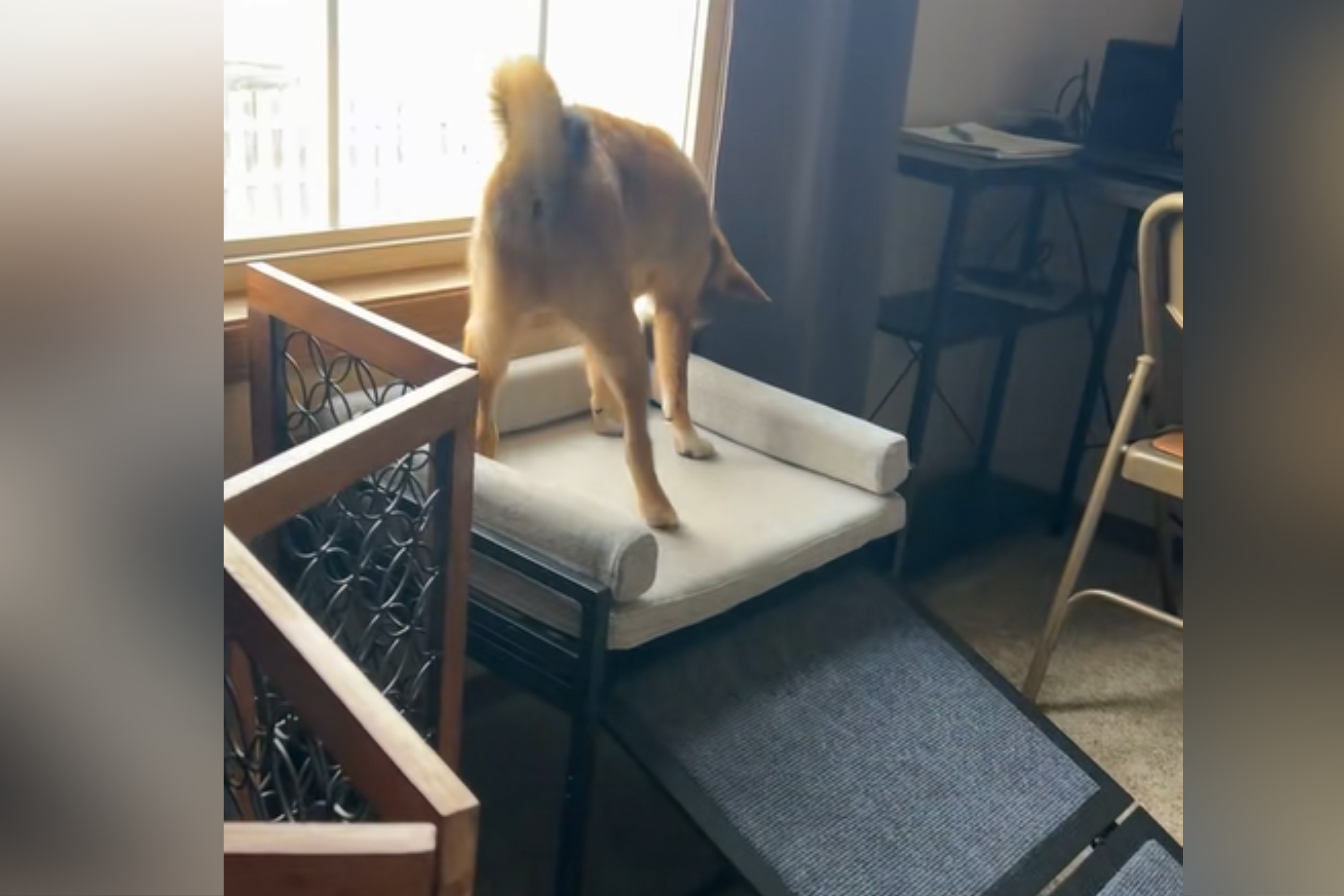 Owner Lovingly Makes Bed for New Puppy—Never Expects Dog’s Reaction