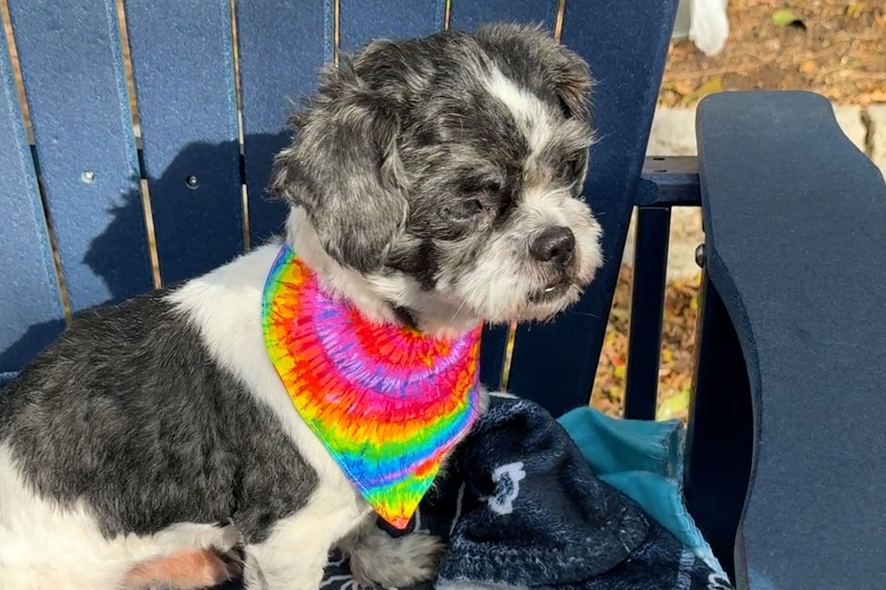 Life in America Got Too Expensive. She Had to Give Up Benji.