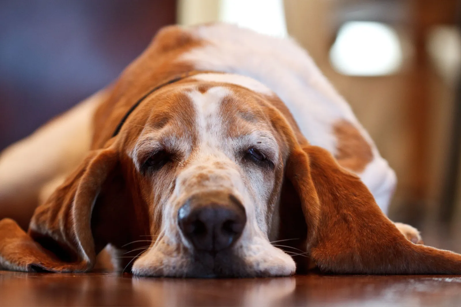 Sleepy basset hound on ground