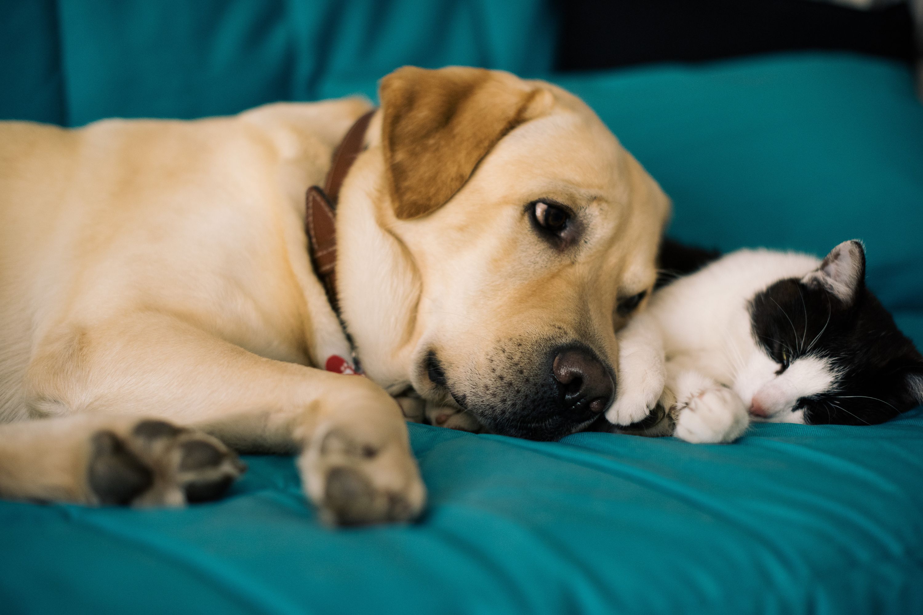 Map Shows Most Stressed States for Pet Owners This Thanksgiving