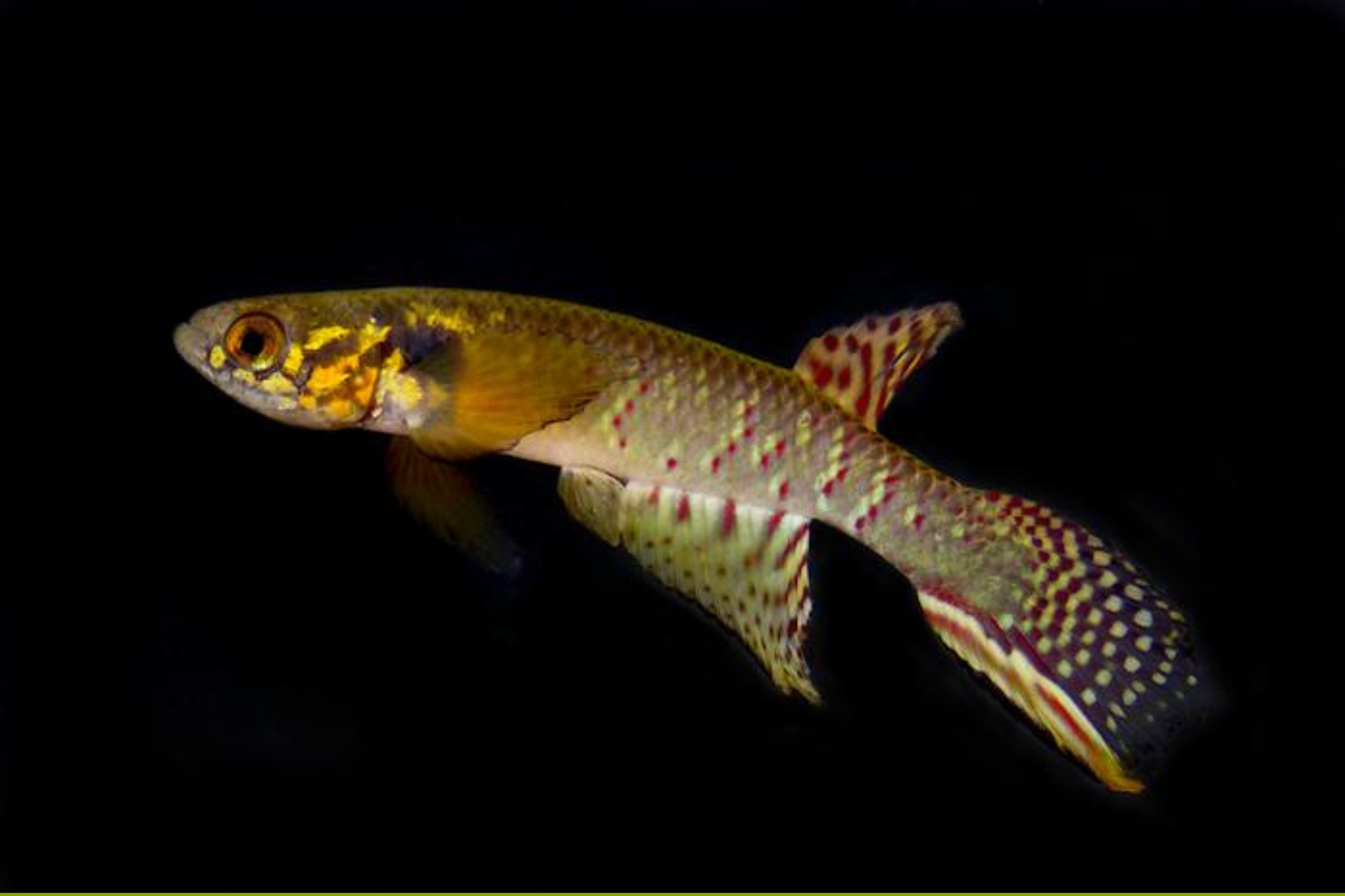 Animal Thought To Be Extinct Suddenly Found in Small Pond