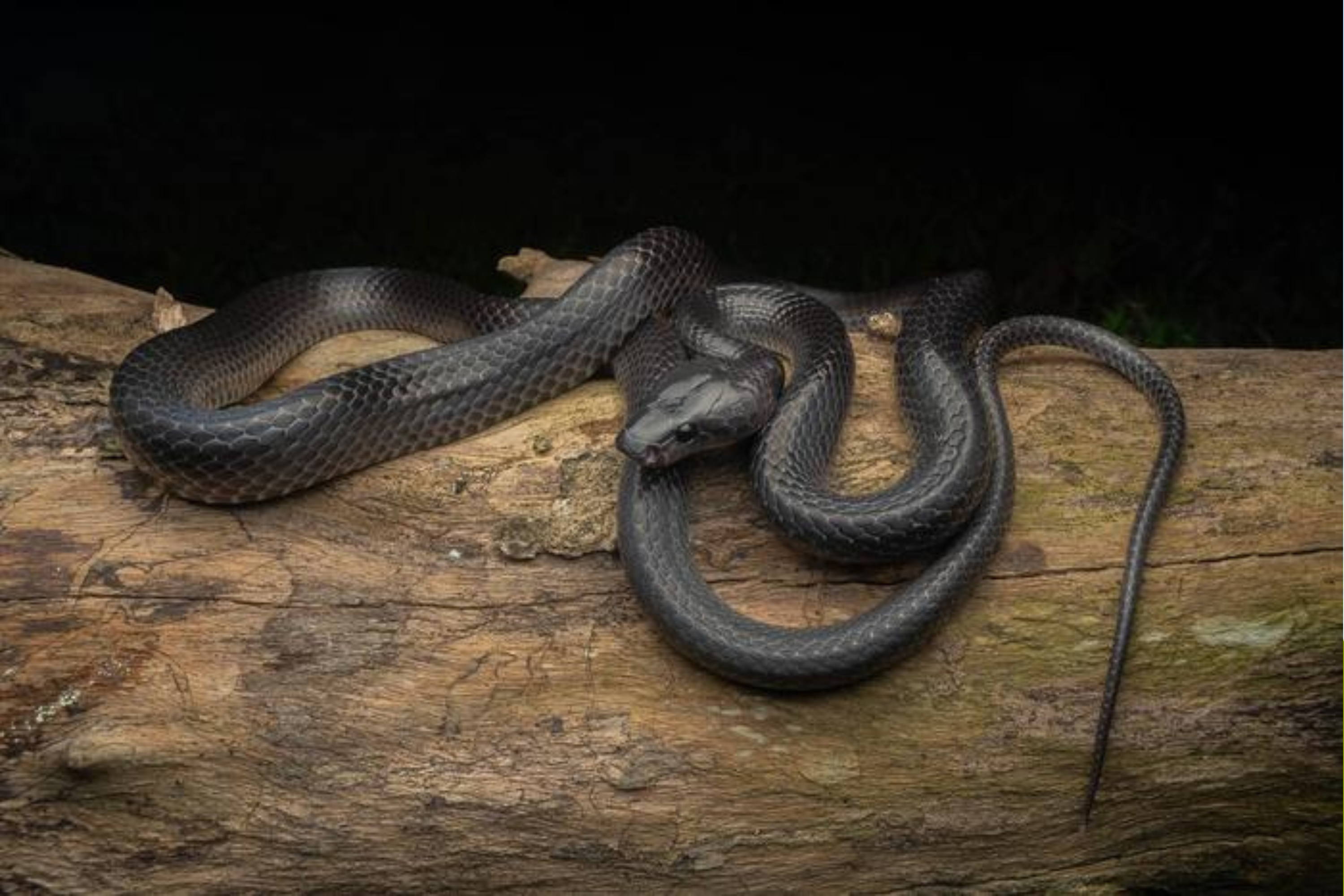 Glossy Black Snake Named in Honor of the Late Steve Irwin - Newsweek