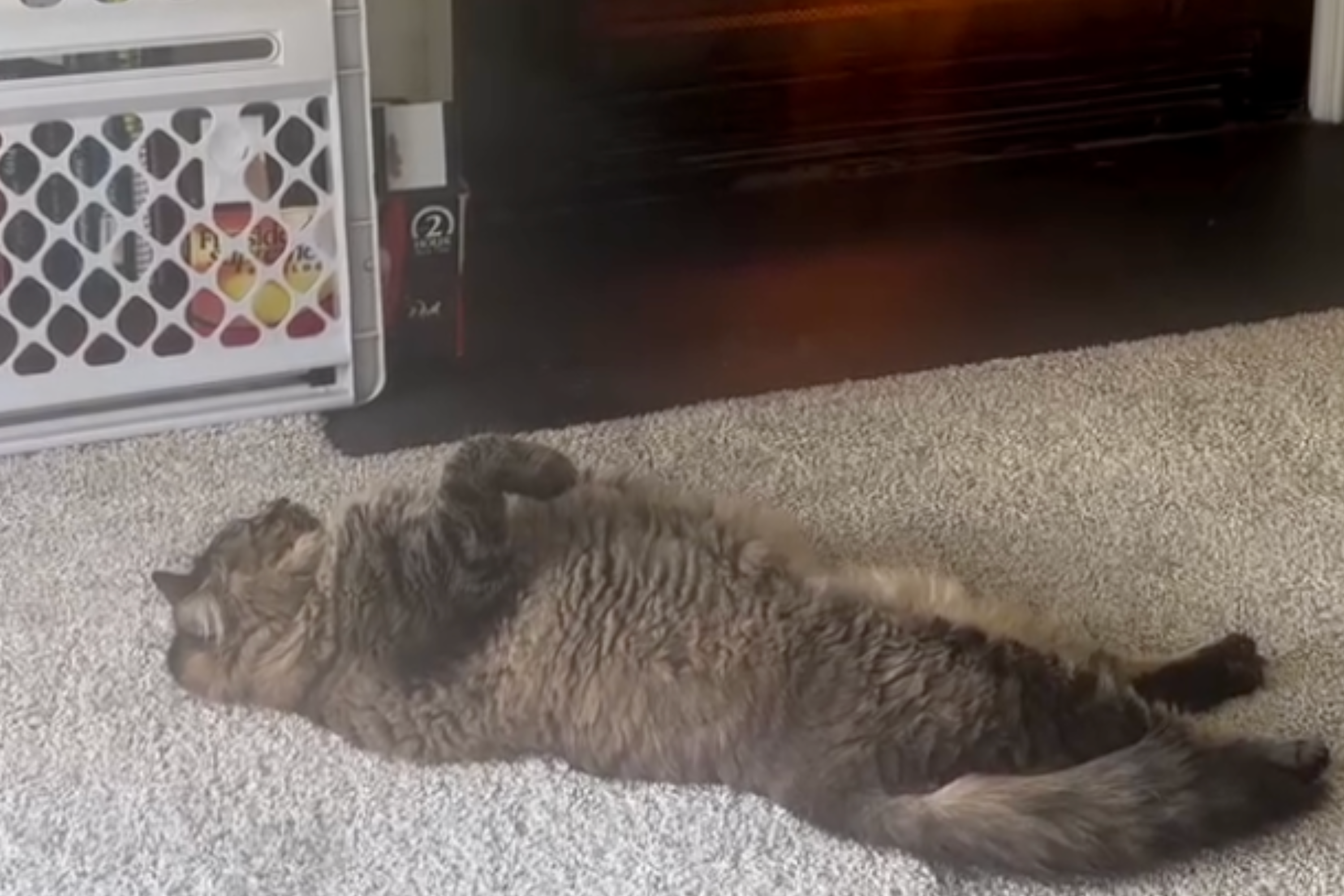 Cat’s Method To Stay Warm Leaves Internet in Hysterics: ‘Created a Monster’