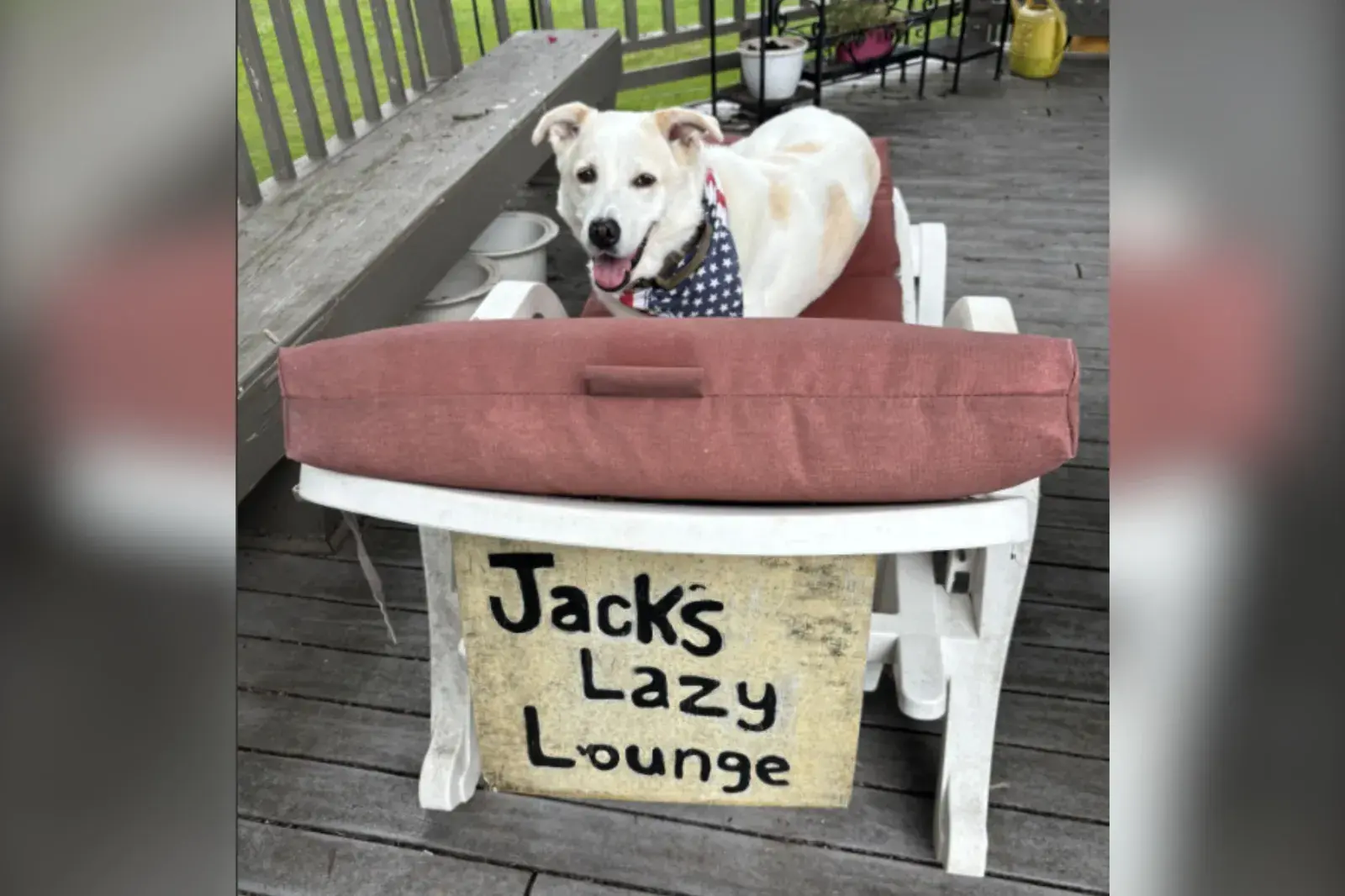 Dog's special lounge chair