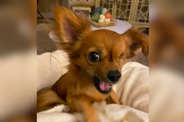 Rescue Chihuahua named Evie