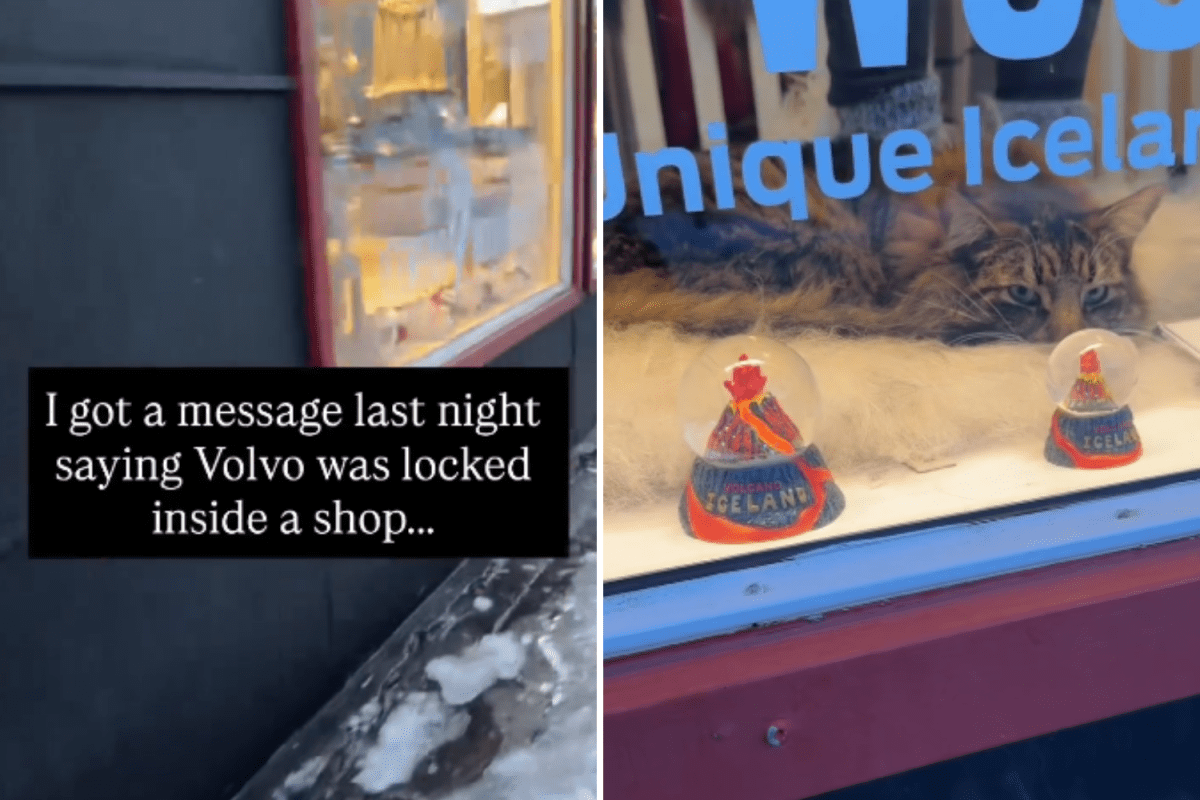 Woman Gets Text Late at Night—Next Day Finds Her Cat Locked Inside Shop