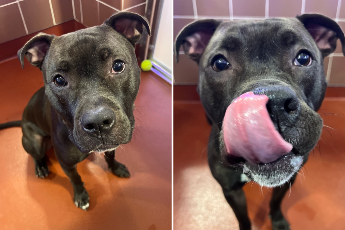 Dog Thought He Found a Home, but Life Had Other Plans—Now He Cries All Day