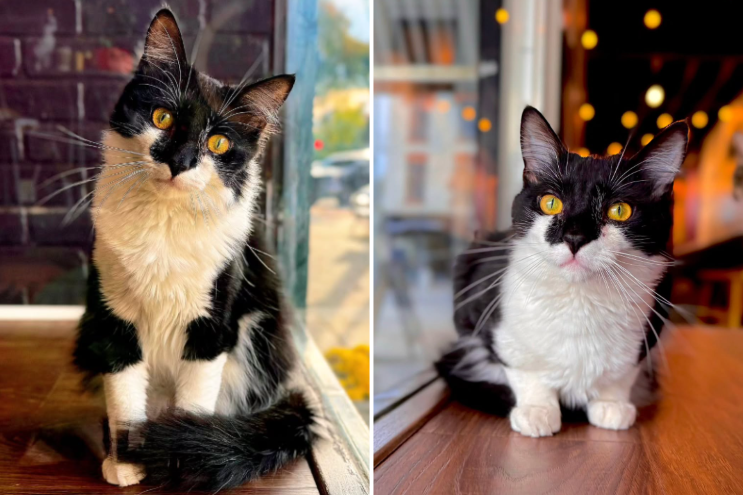 Cat Spends 134 Days Watching Friends Get  Adopted—One Day Someone Sees Him