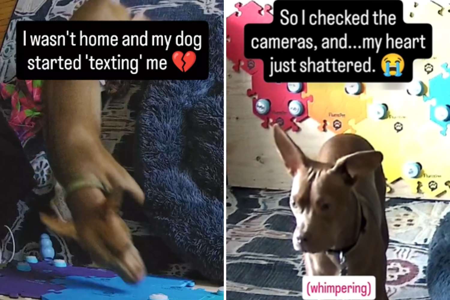 Dog Begs for Help on Pet Camera While Home Alone in Heartbreaking Video