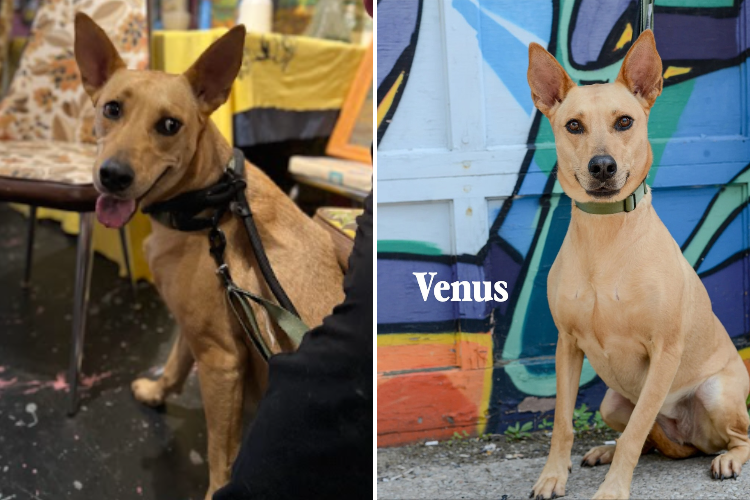 Heartbreak Over Face of Shelter’s 'Most Unwanted' Dog Adopted Then Returned