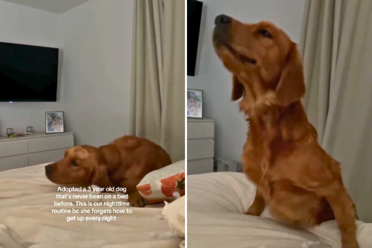 Shelter Dog Never Knew a Bed&mdash;His Night Routine After Adoption Melts Hearts