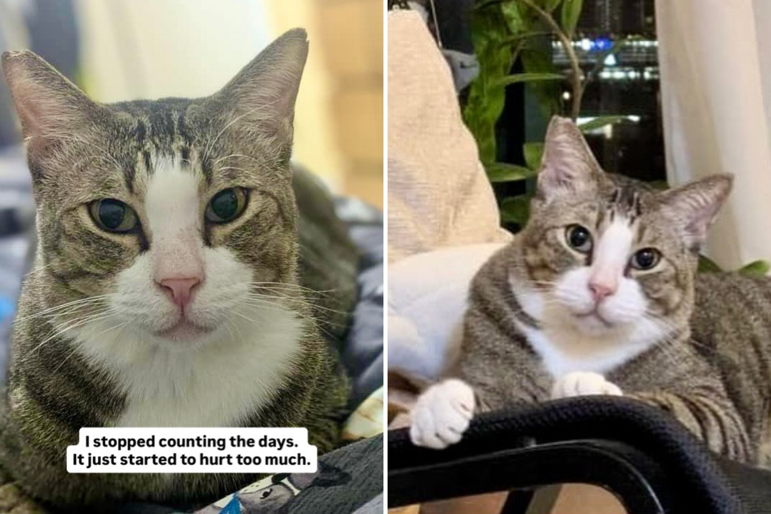 Tears As Cat 'Stopped Counting the Days' After He’s Adopted, Then Returned