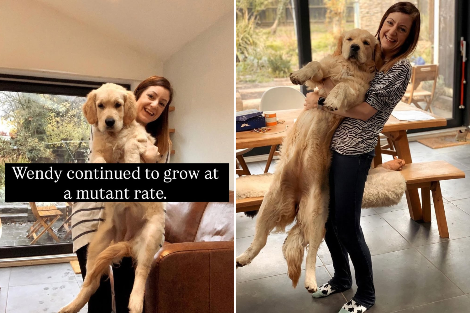 Woman’s Golden Retriever Puppy Won’t Stop Growing—Then She Has Realization