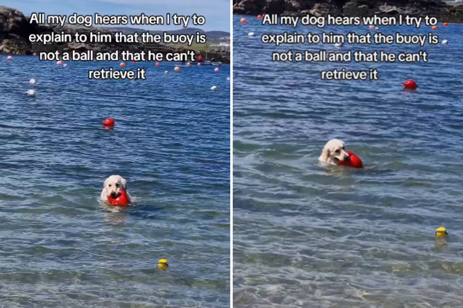 Golden Retriever Tries To Fetch Ball From Lake—but There’s Just One Problem