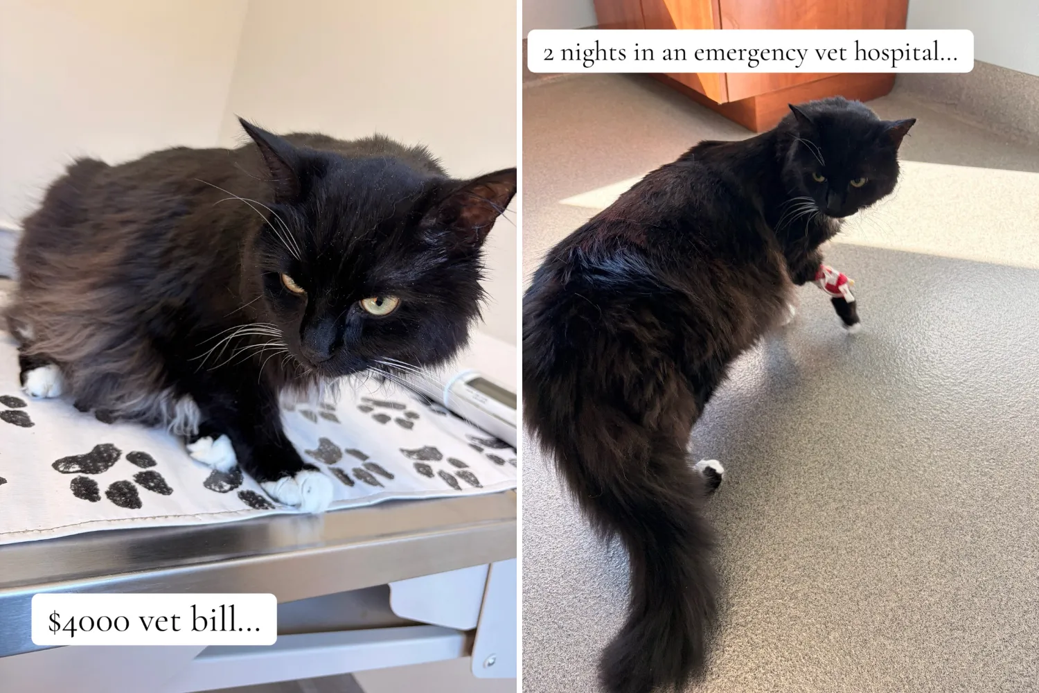 Cat Owner Faced With $4,000 Medical Bill—Then Vet Sends Unexpected Text