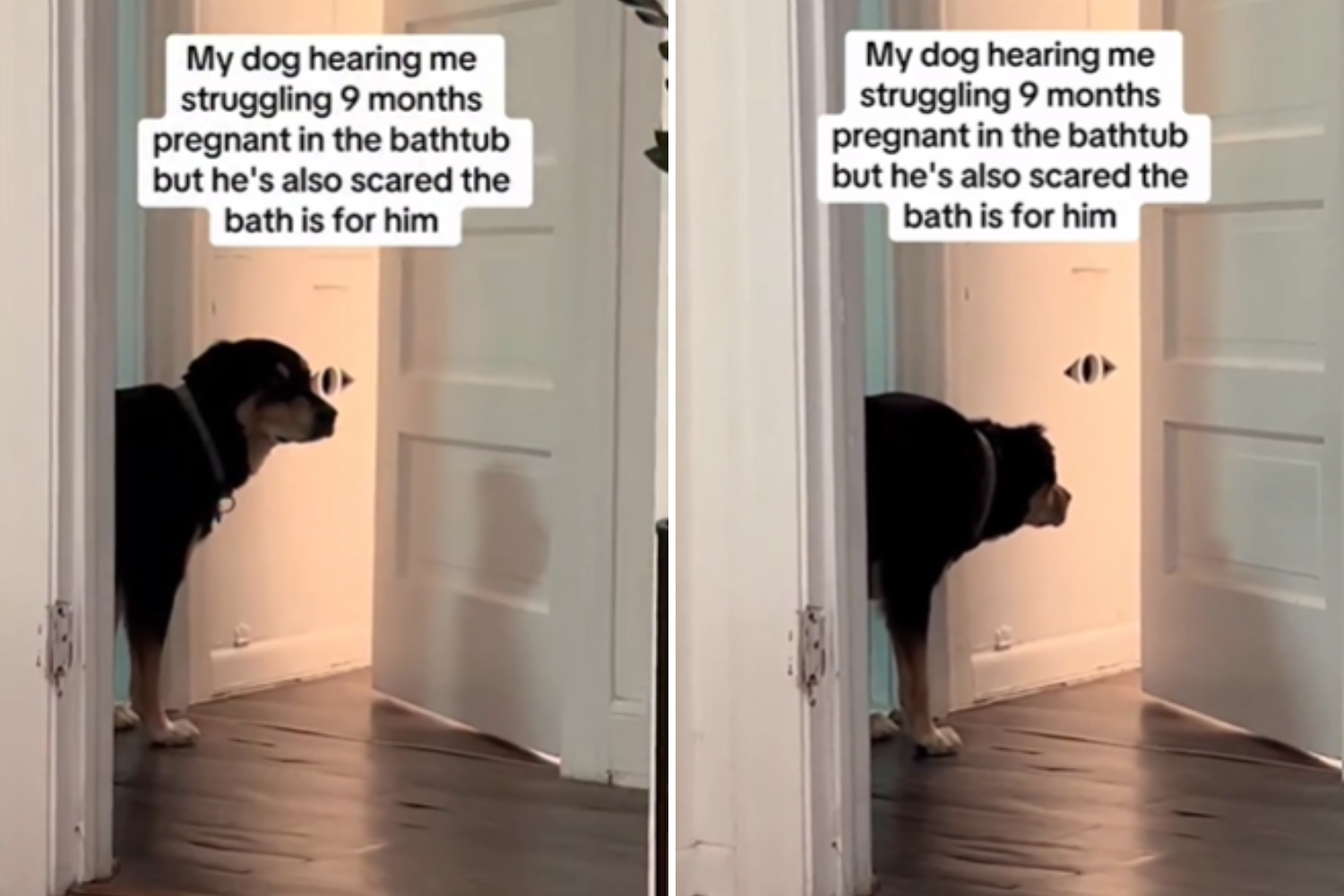 Laughter As Dog Tries To Help Pregnant Owner—but He’s Afraid of the Bathtub