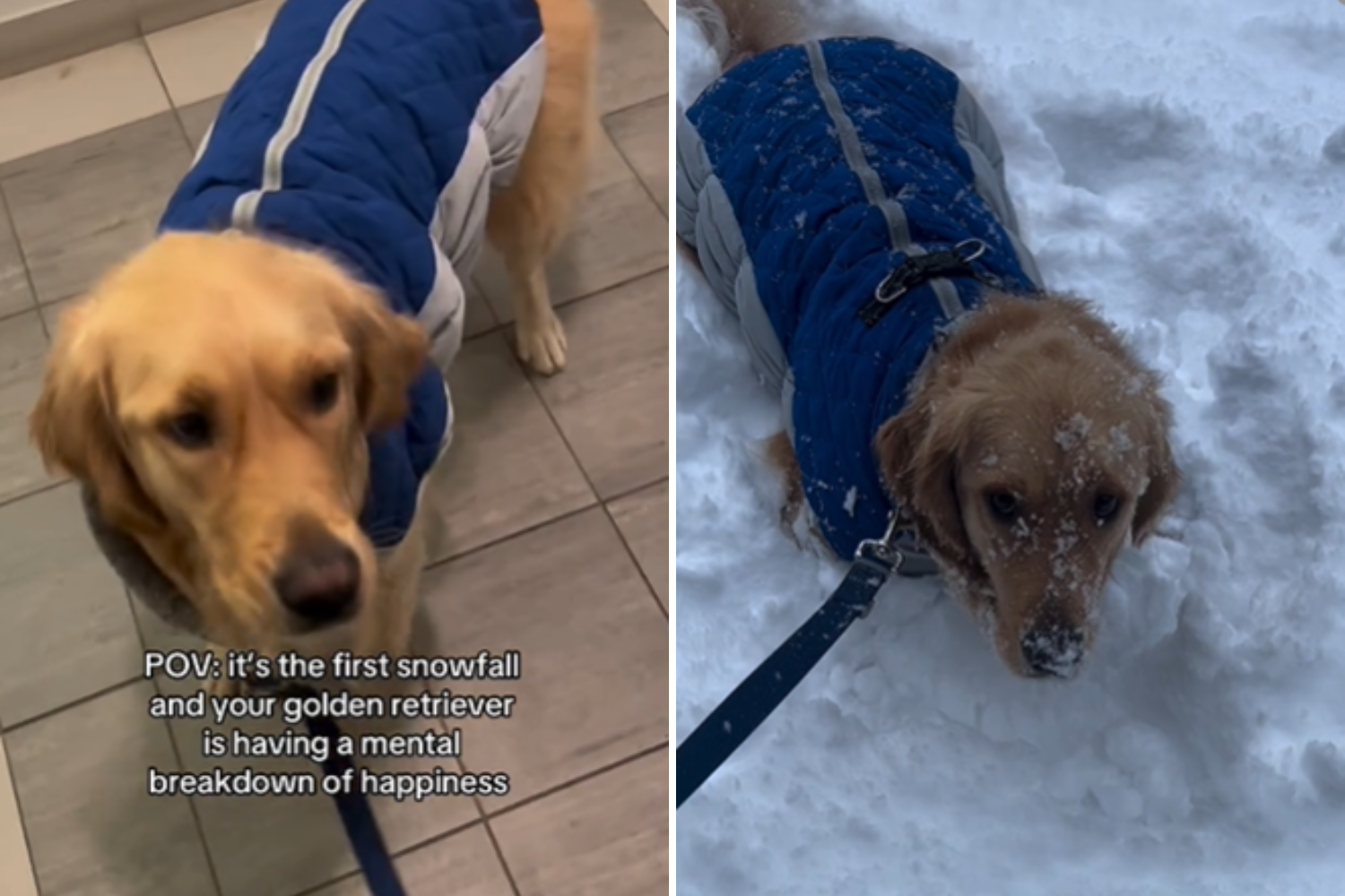 Hearts Melt at Golden Retriever’s Reaction to First Snowfall of the Season