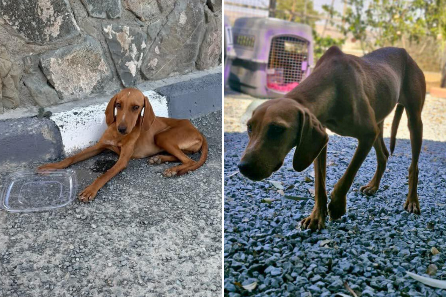 Heartbreak for Dog Dumped on Roadside—‘Invisible’ to Everyone Who Passed By