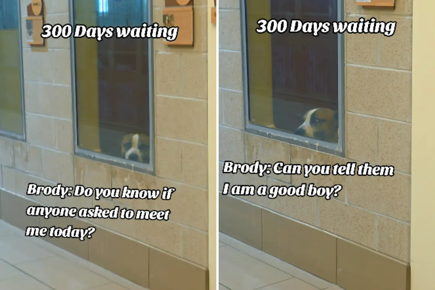 Dog In Shelter 300 Days Stared Out of Window—Then One Day Someone Saw Him