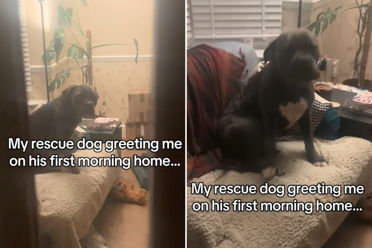 Woman Adopts Nervous Dog—Can't Cope With What He Does First Morning Home