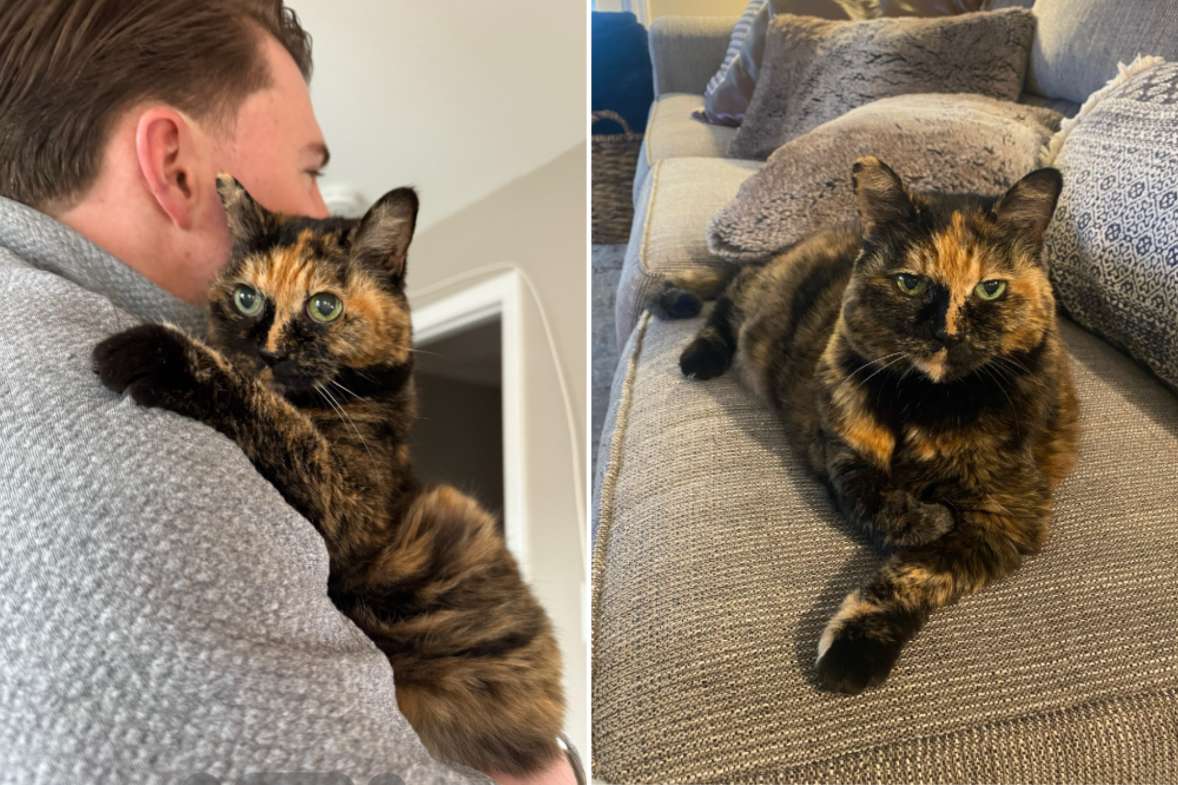 Couple See Two Senior Cats at Shelter—Have Important Decision To Make