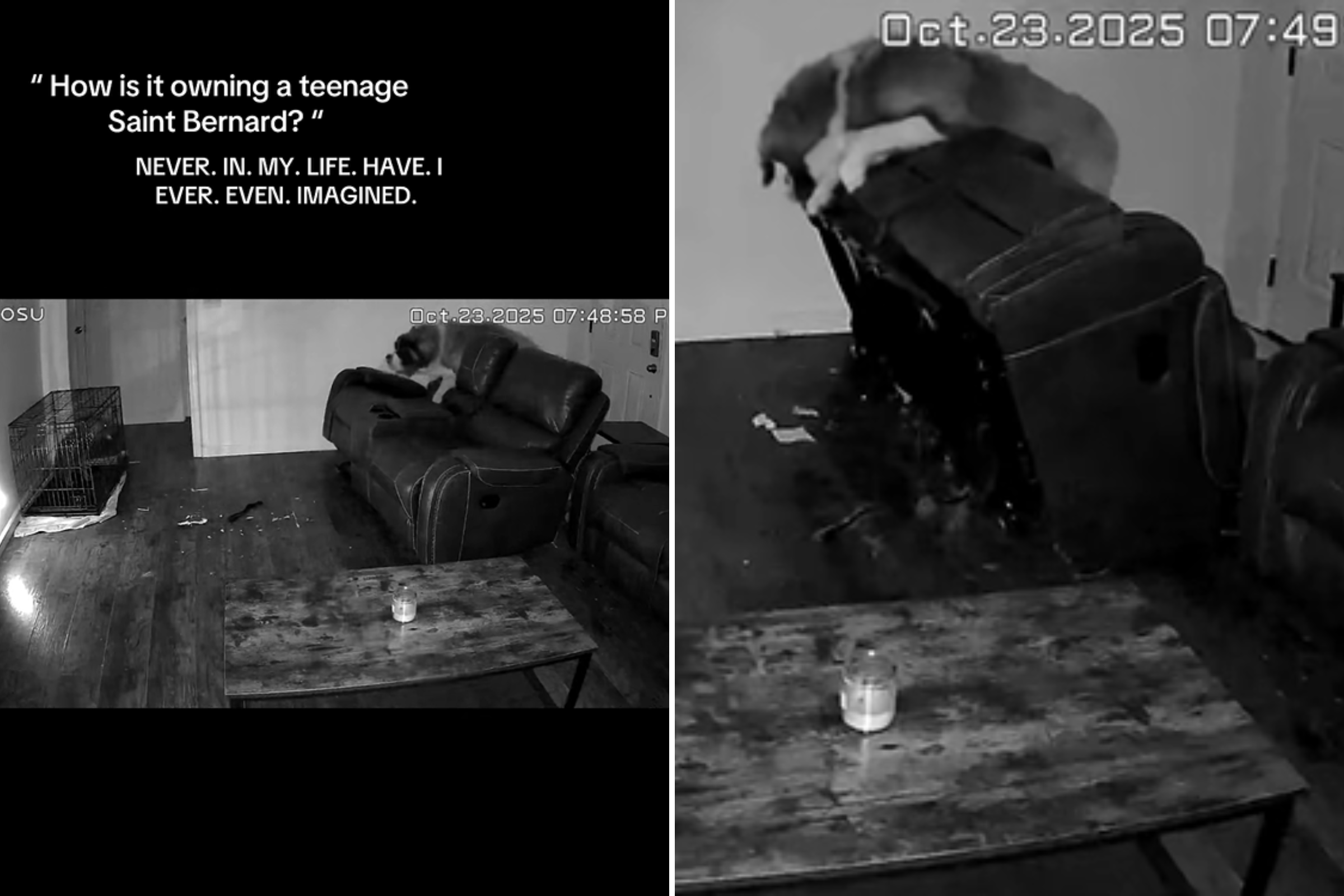 Reality of Living with Teenage Saint Bernard Caught on Pet Cam—'No Words'