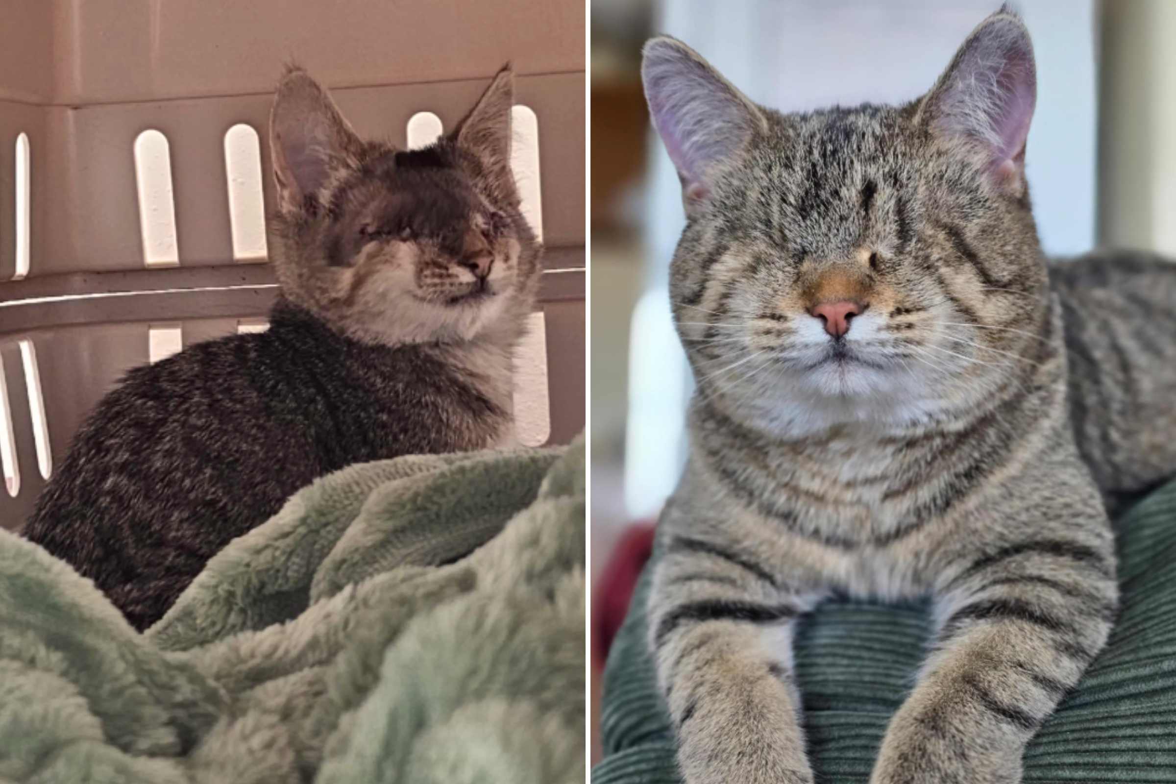 Woman Visits Shelter To Adopt Kitten, Who She Saves Instead Melts Hearts