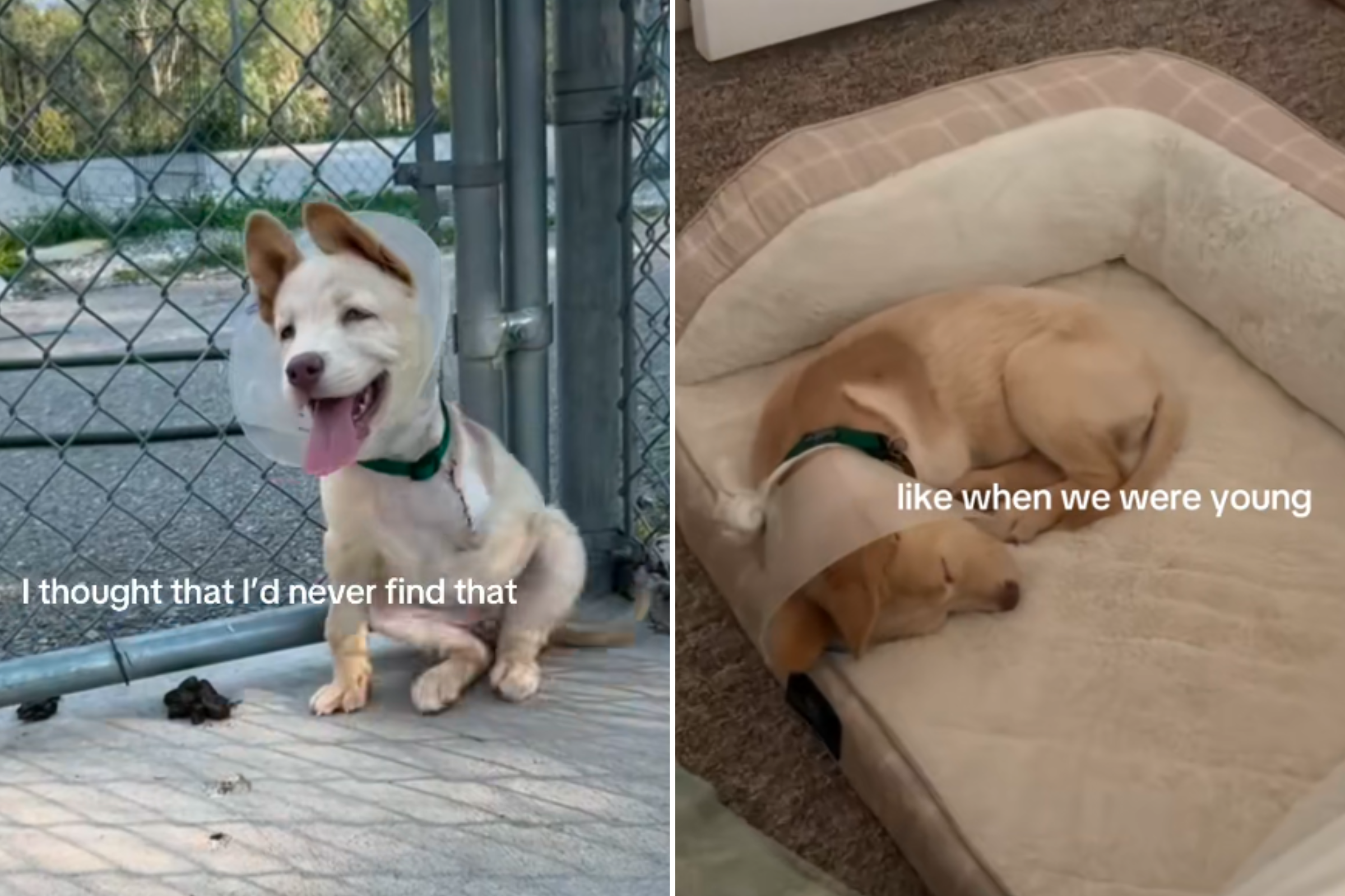 Three-Legged Puppy Watches Her Siblings Get Adopted, Then It All Changed