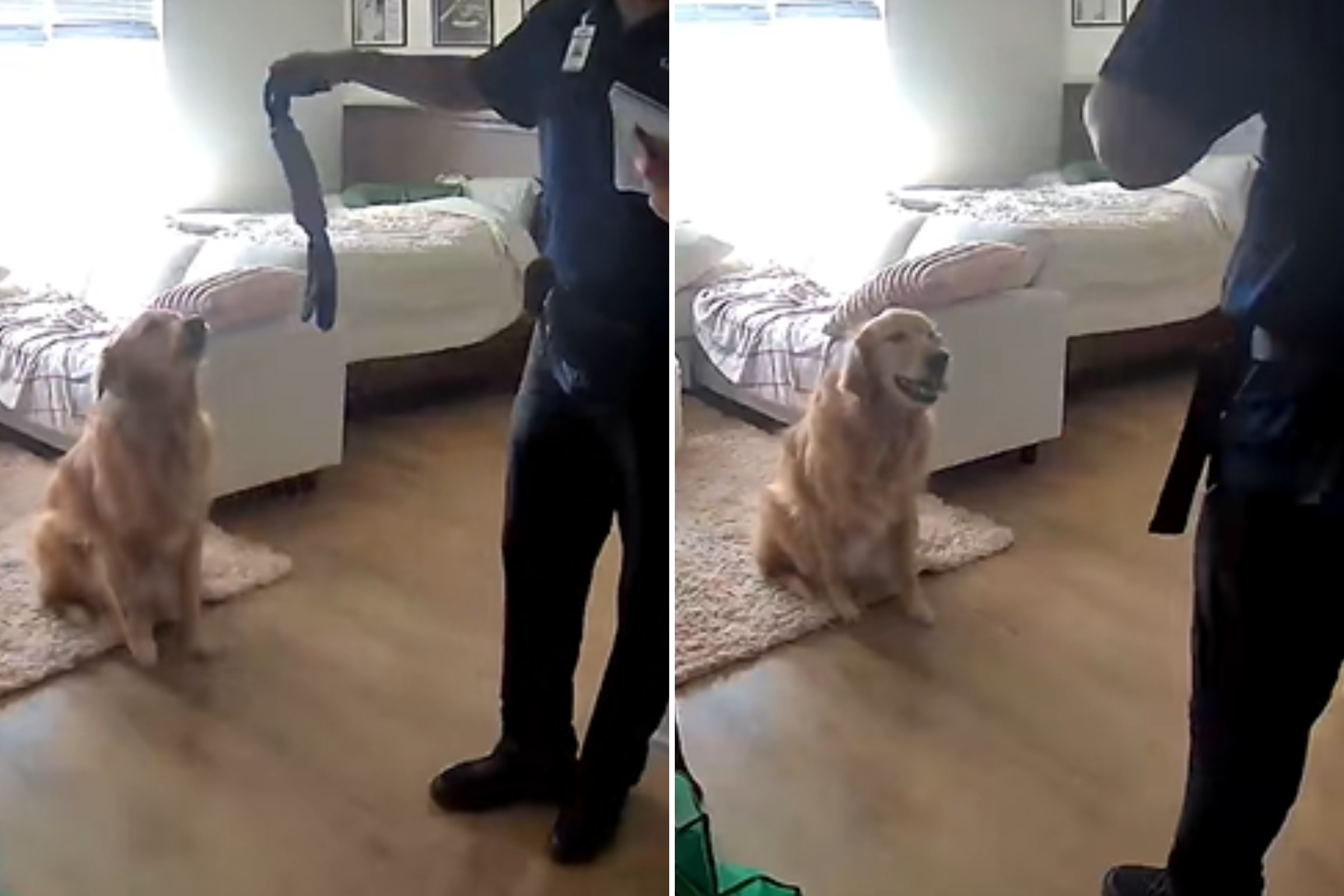 Pet Cam Captures How Golden Retriever Reacts to 'Intruder'