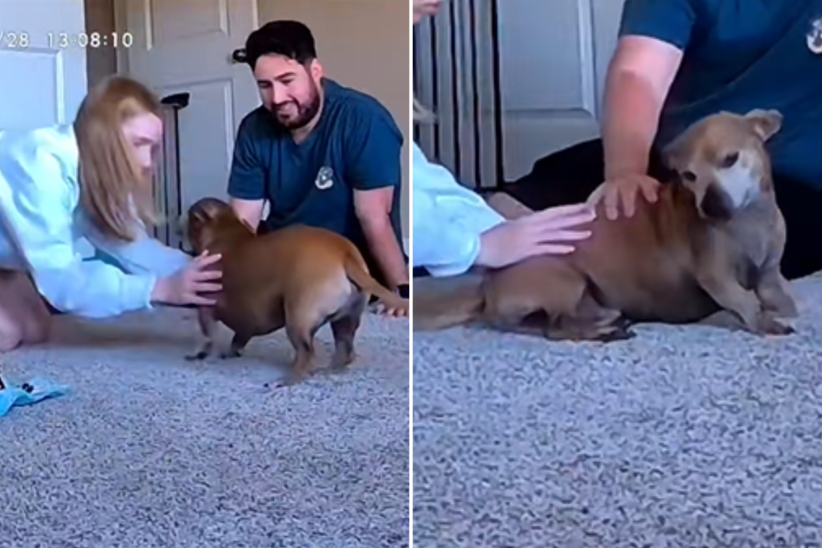 Couple Return From Honeymoon, Horror at What Pet Cam Captures