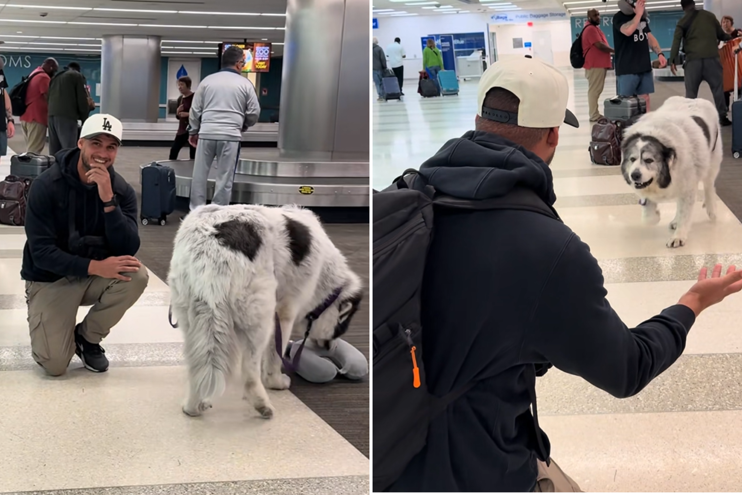 Great Pyrenees Goes to Airport To Greet Owner, Hysterics at What’s Captured