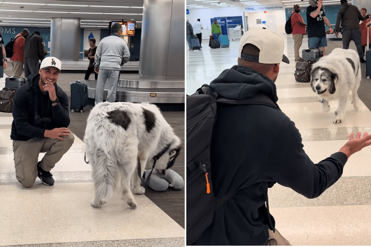 Great Pyrenees Goes to Airport To Greet Owner, Hysterics at What&rsquo;s Captured