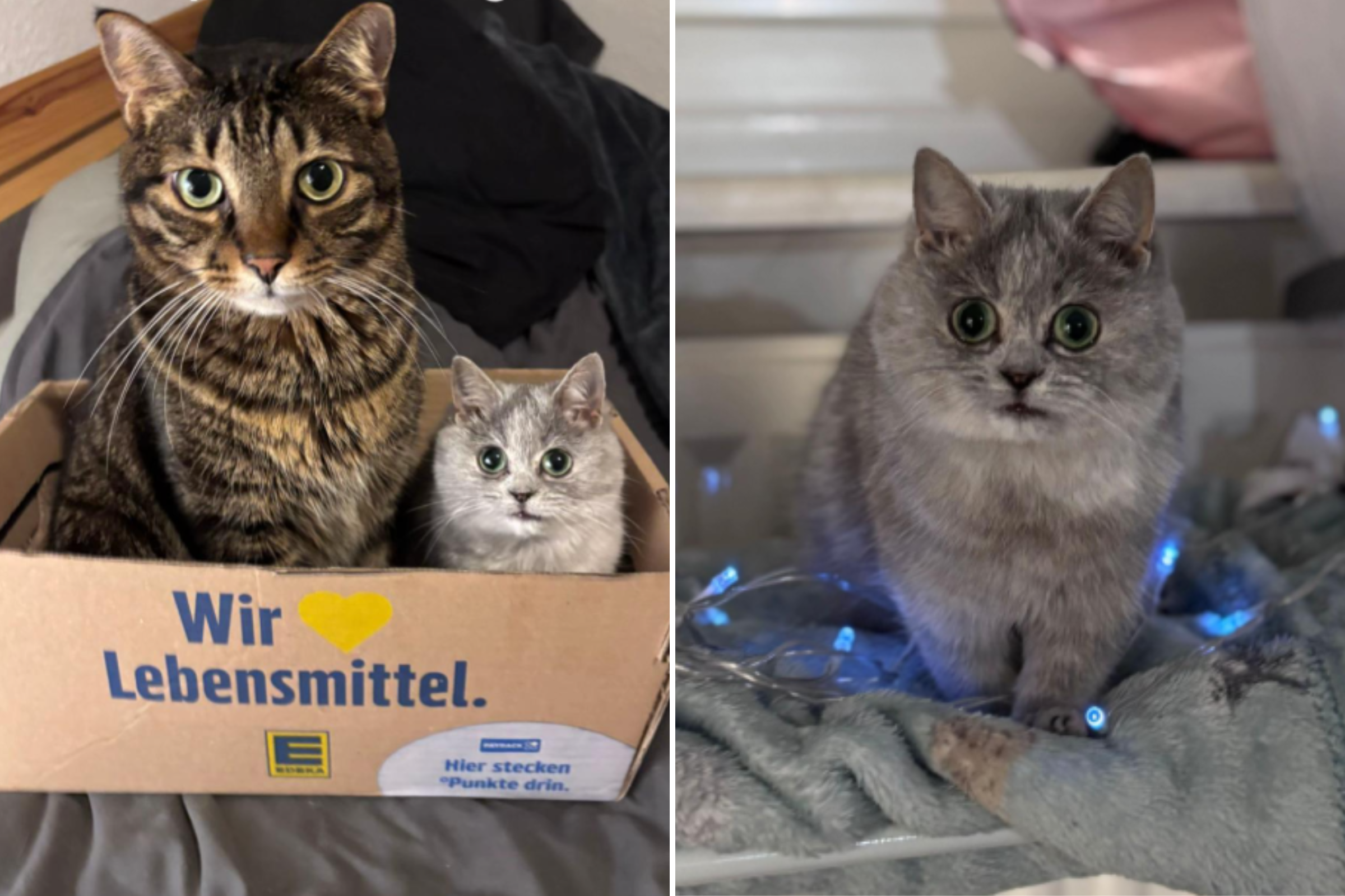 Woman Adopts Kitten, Months Later Discovers She Still Hasn’t Grown