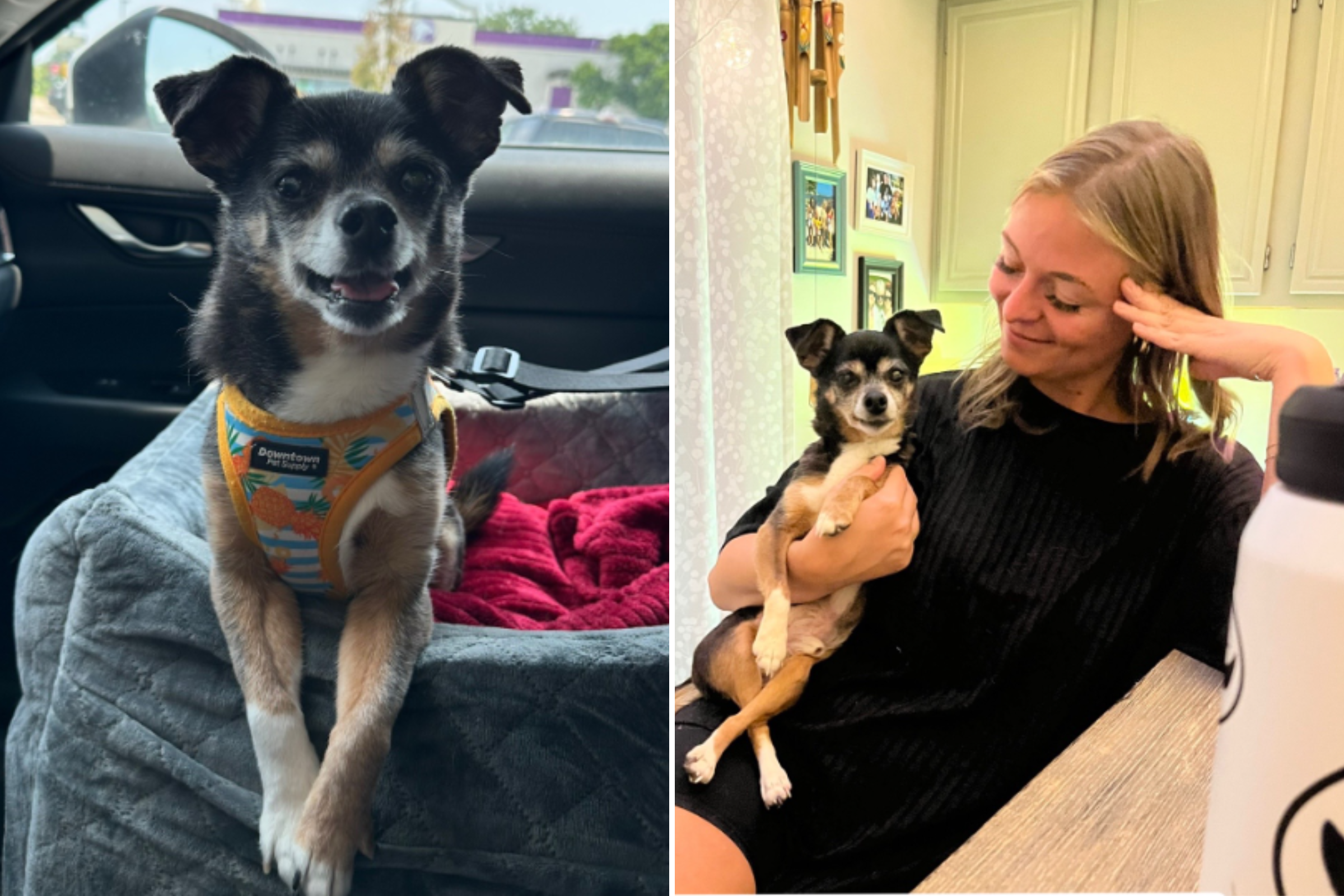 Rescue Chihuahua Has ‘Severe’ Anger Issues in Shelter, Then It All Changes