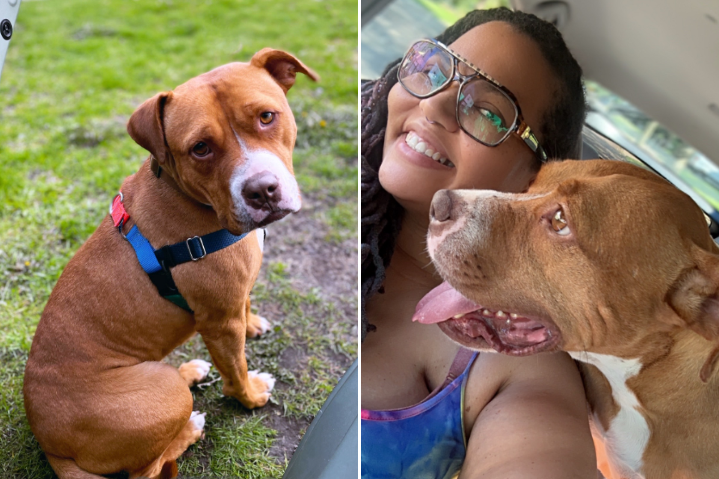 ‘Shut Down’ Rescue Dog Ready for Euthanasia, Then One Walk Changed It All