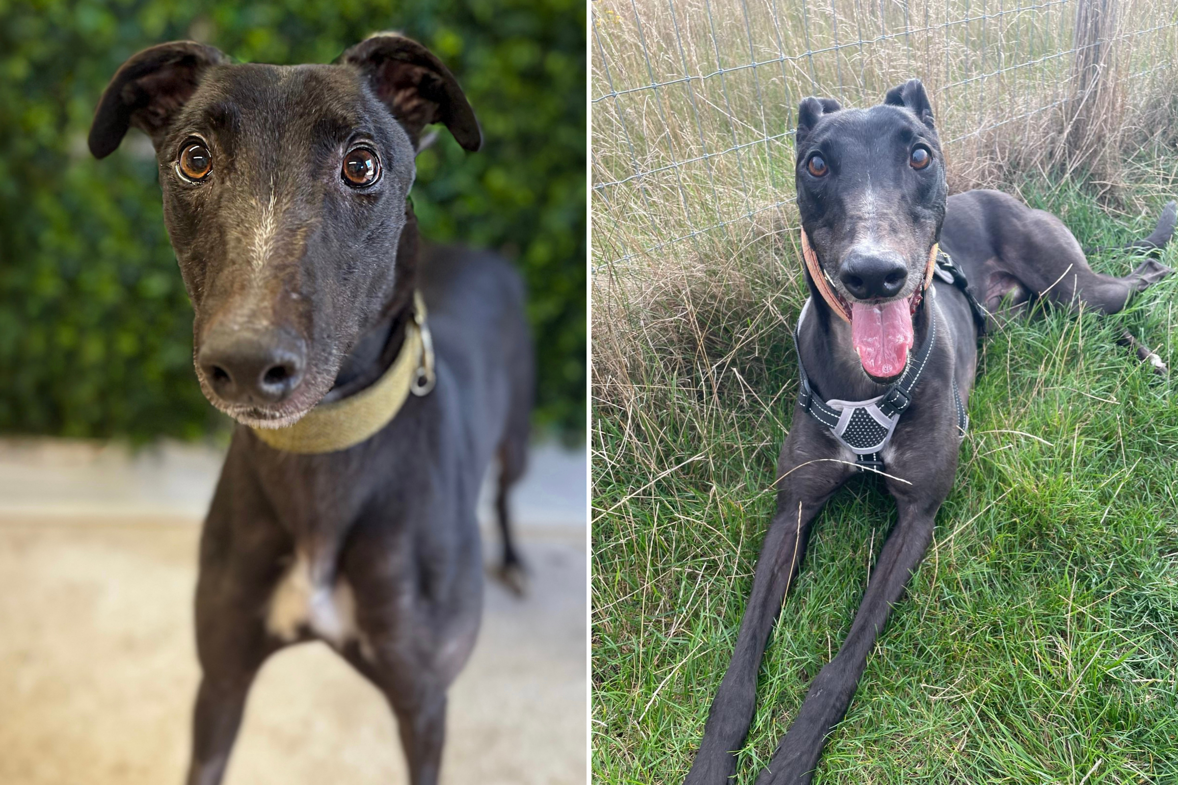 Shelter Dog Waits Over 300 Days With Zero Interest, Now Time Is Running Out