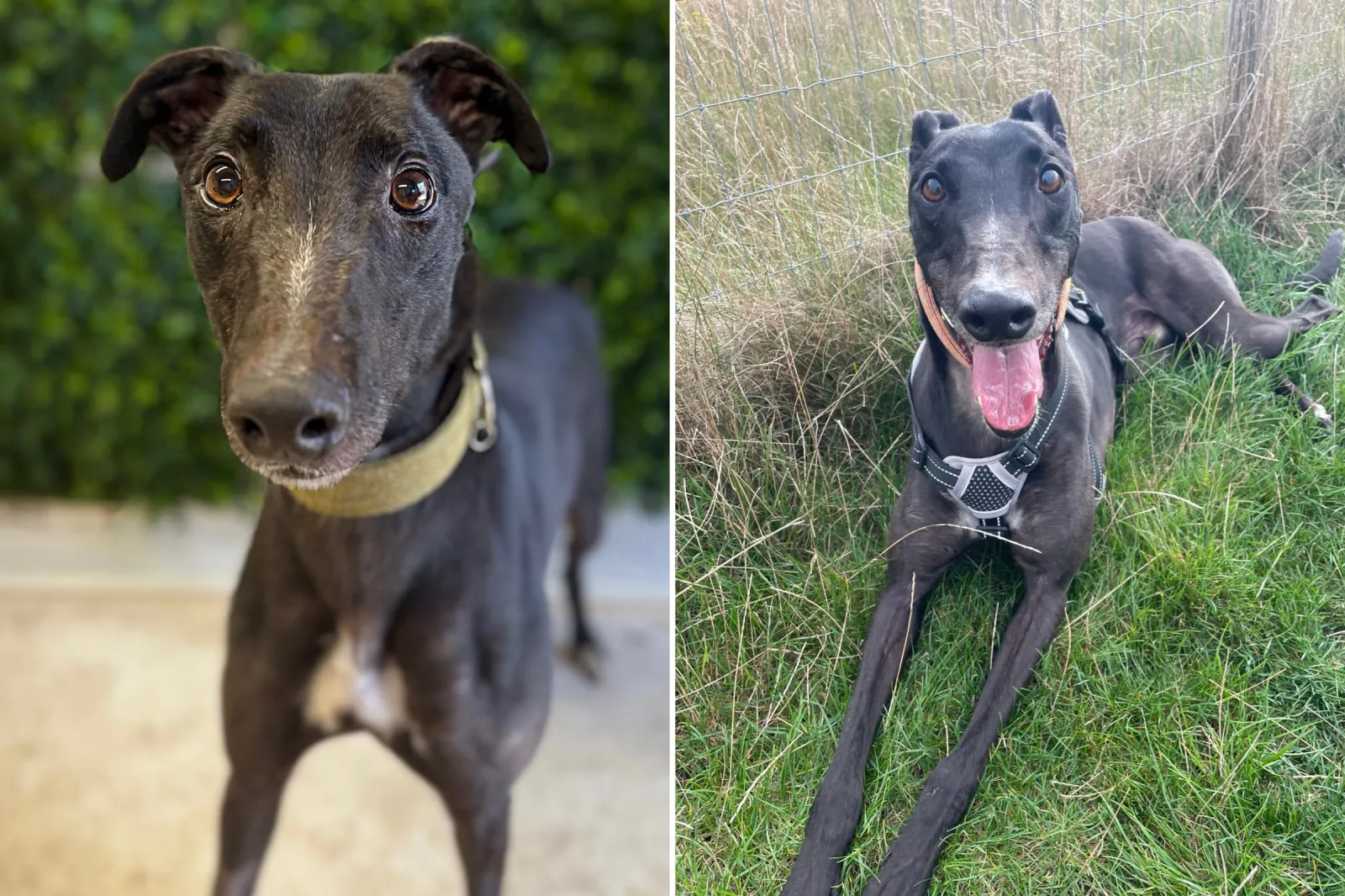 Copy-of-New-Split-Pic-Template