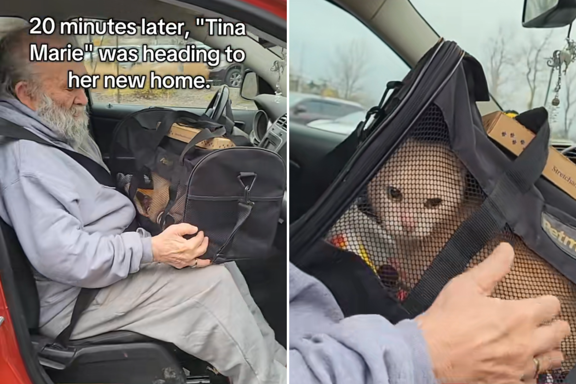 Lonely Grandad Adopts Shelter’s Longest Resident, Viewers Can't Cope